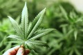 Perché la Cannabis è il futuro della medicina